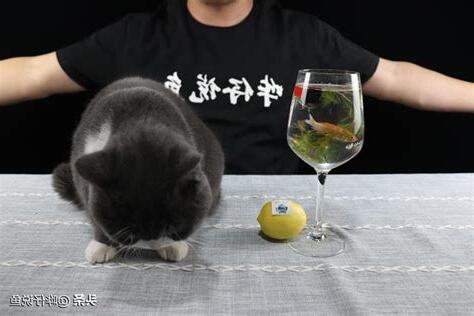 房間不能養魚