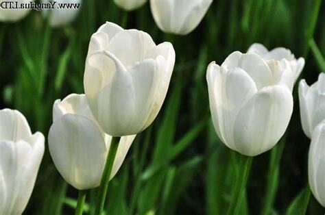 白色鬱金香花語