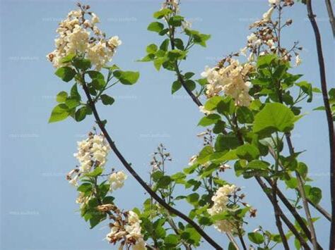 白花泡桐