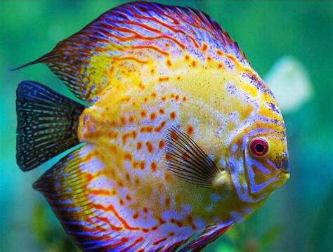 七彩神仙魚飼養入門