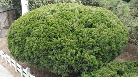 圓柏風水