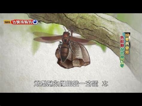 蜜蜂一直來築巢