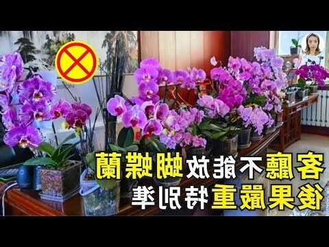客廳植物