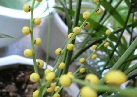 袖珍椰子果實