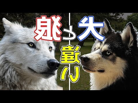 狼犬品種