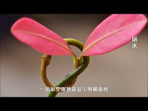 福木病蟲害