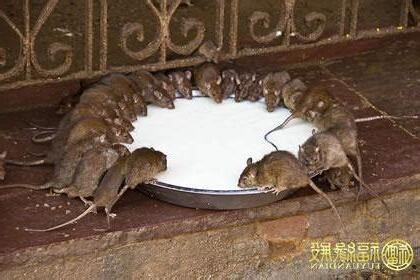 家里有老鼠风水