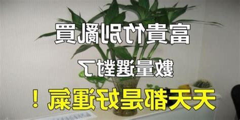 富貴竹風水數量