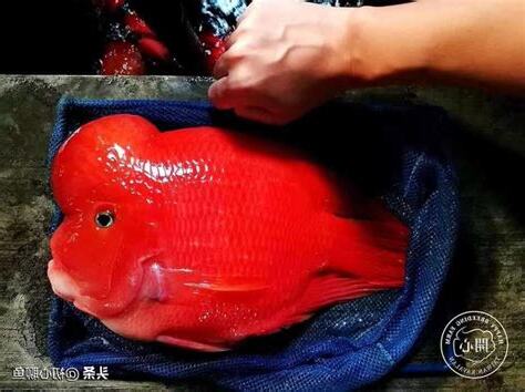 財神鸚鵡魚