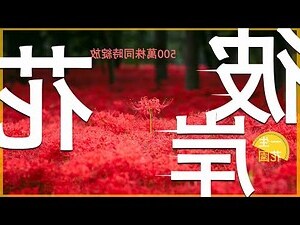 彼岸花有幾種顏色