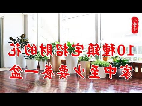 房間盆栽風水