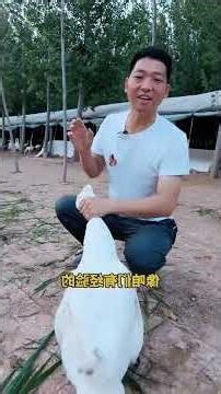 獅頭鵝公母特徵
