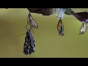 蝴蝶耳面相