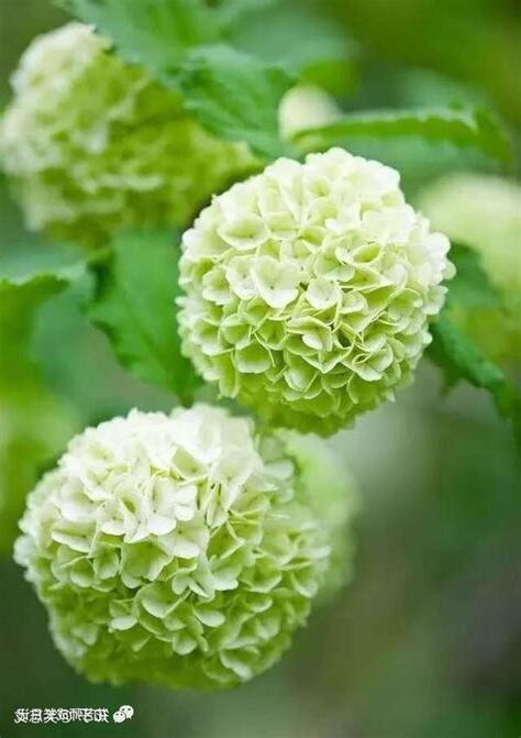 綠色的花有哪些