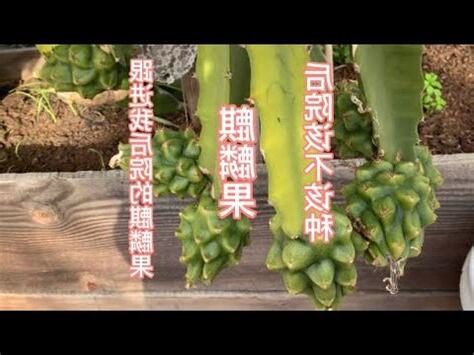 麒麟果種植