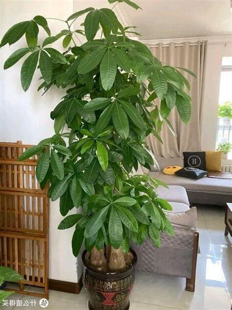 发财树