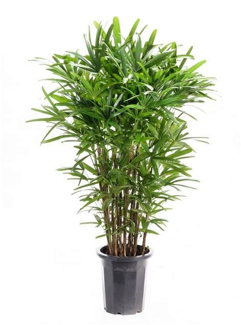 竹類植物