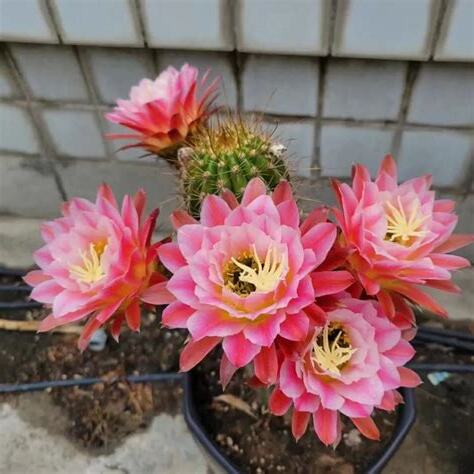 仙人掌開花時間