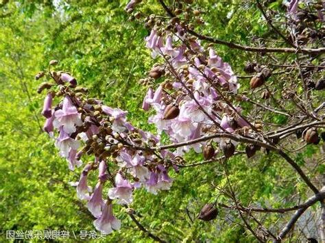 梧桐樹花