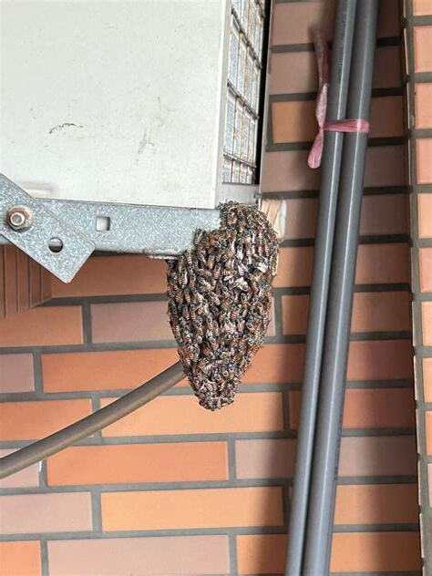 陽台有蜂窩怎麼辦