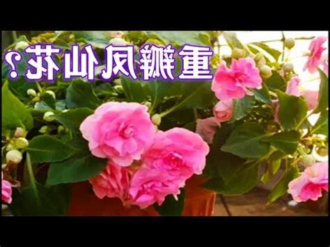 鳳仙花風水