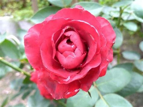 玫瑰花蟲