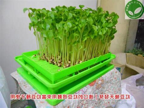 種紅豆