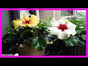 扶桑花怎麼養