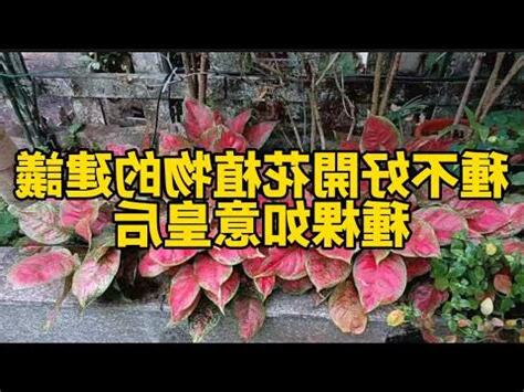如意皇后開花好嗎