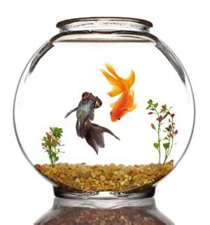 金魚缸效應