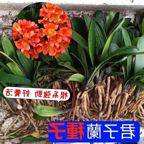 君子蘭種子種植