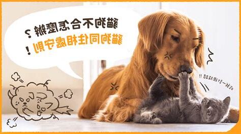 貓狗不合