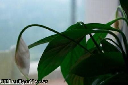 白鶴芋葉子下垂