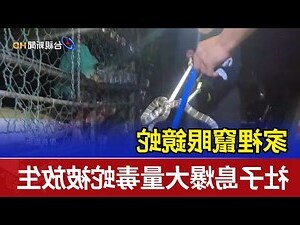 家裡有眼鏡蛇
