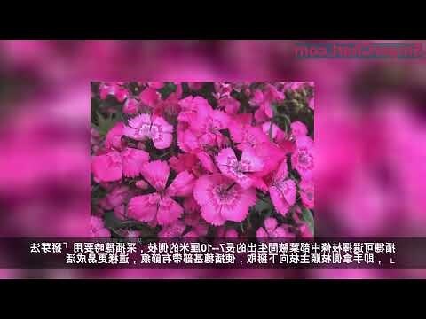 種康乃馨