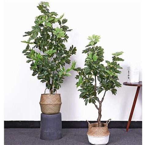假植物風水