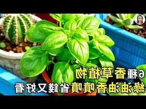 家裡適合的植物