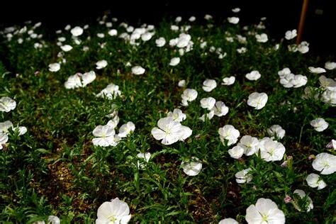 夜間開花植物
