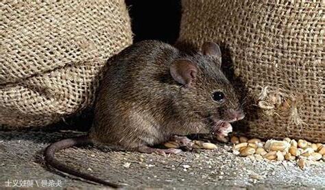 夢見老鼠吃東西