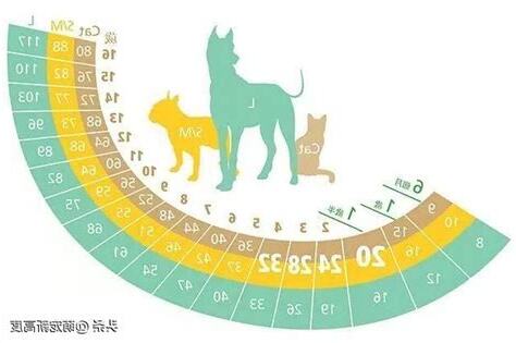 狗狗頭五怎麼算