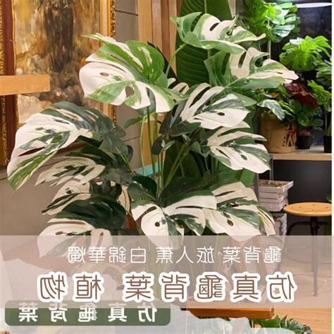 龜背芋室內