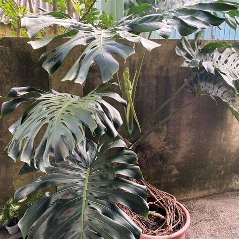 龜背芋可以放房間嗎