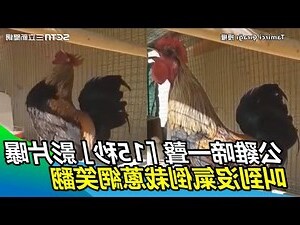 公雞啼叫