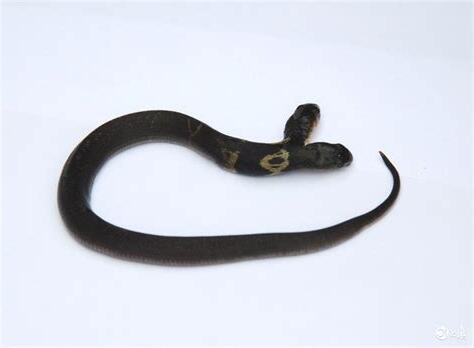 看到死蛇代表什麼