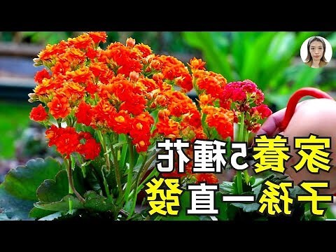 客廳放什麼植物好