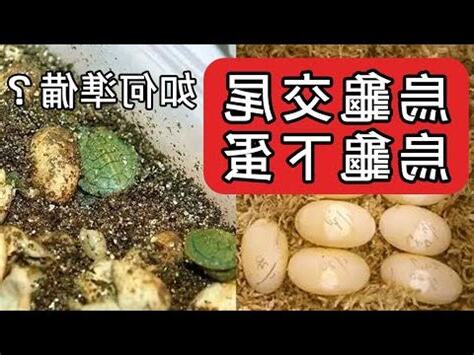 巴西龜生蛋環境