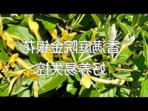 攀藤煞