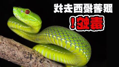 台灣最毒的蛇排名