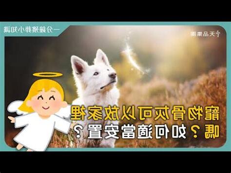 貓咪骨灰放家裡