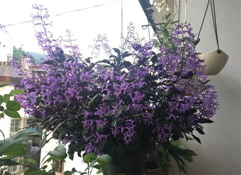 耐陰開花植物